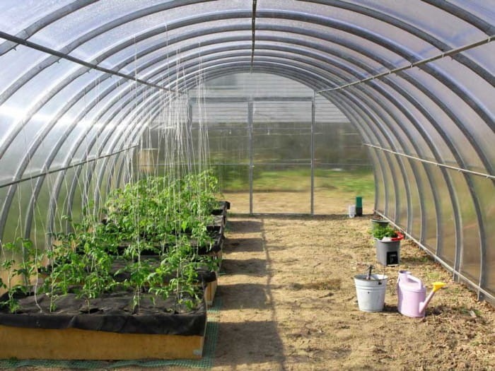 Duży tunel ogrodowy z poliwęglanu.