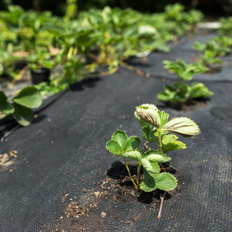 Agrowłóknina czarna.