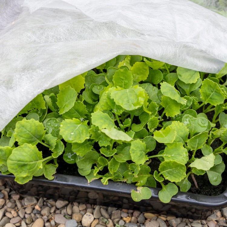 Agrowłóknina biała.