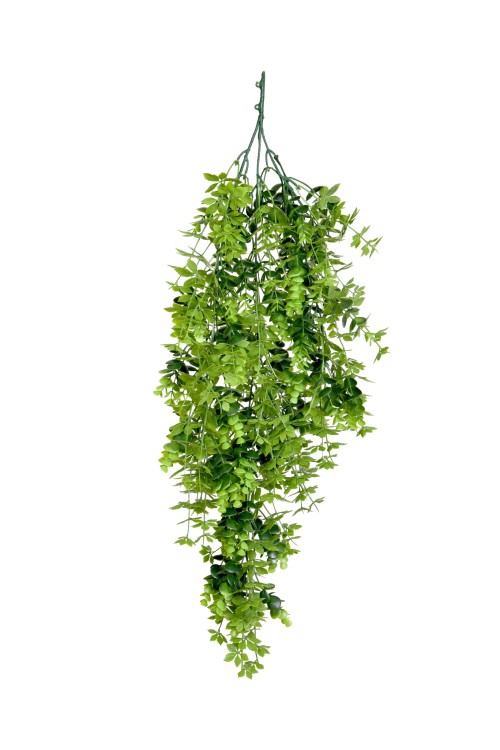 Roślina wisząca eukaliptus.