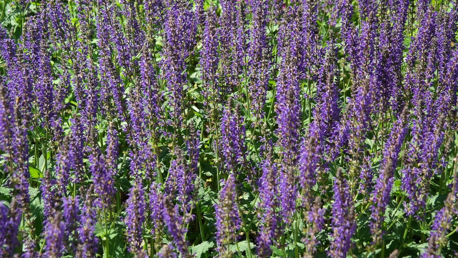 Pielęgnacja szałwii w ogrodzie - krok po kroku. Jak uprawiać szałwię?